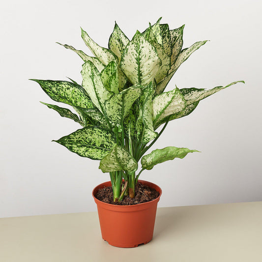Chinese Evergreen 'First Diamond'-4" Pot / Nursery Pot