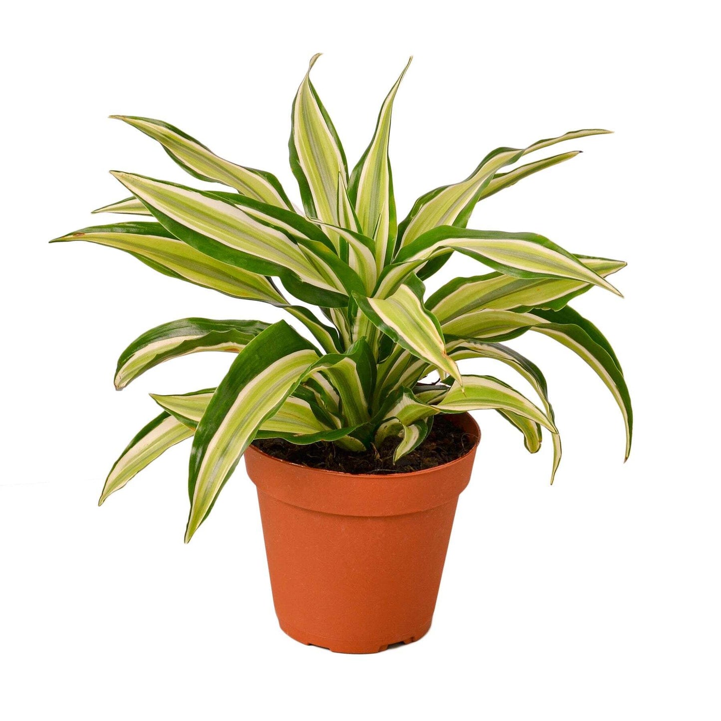 Dracaena 'Malaika'-4" Pot