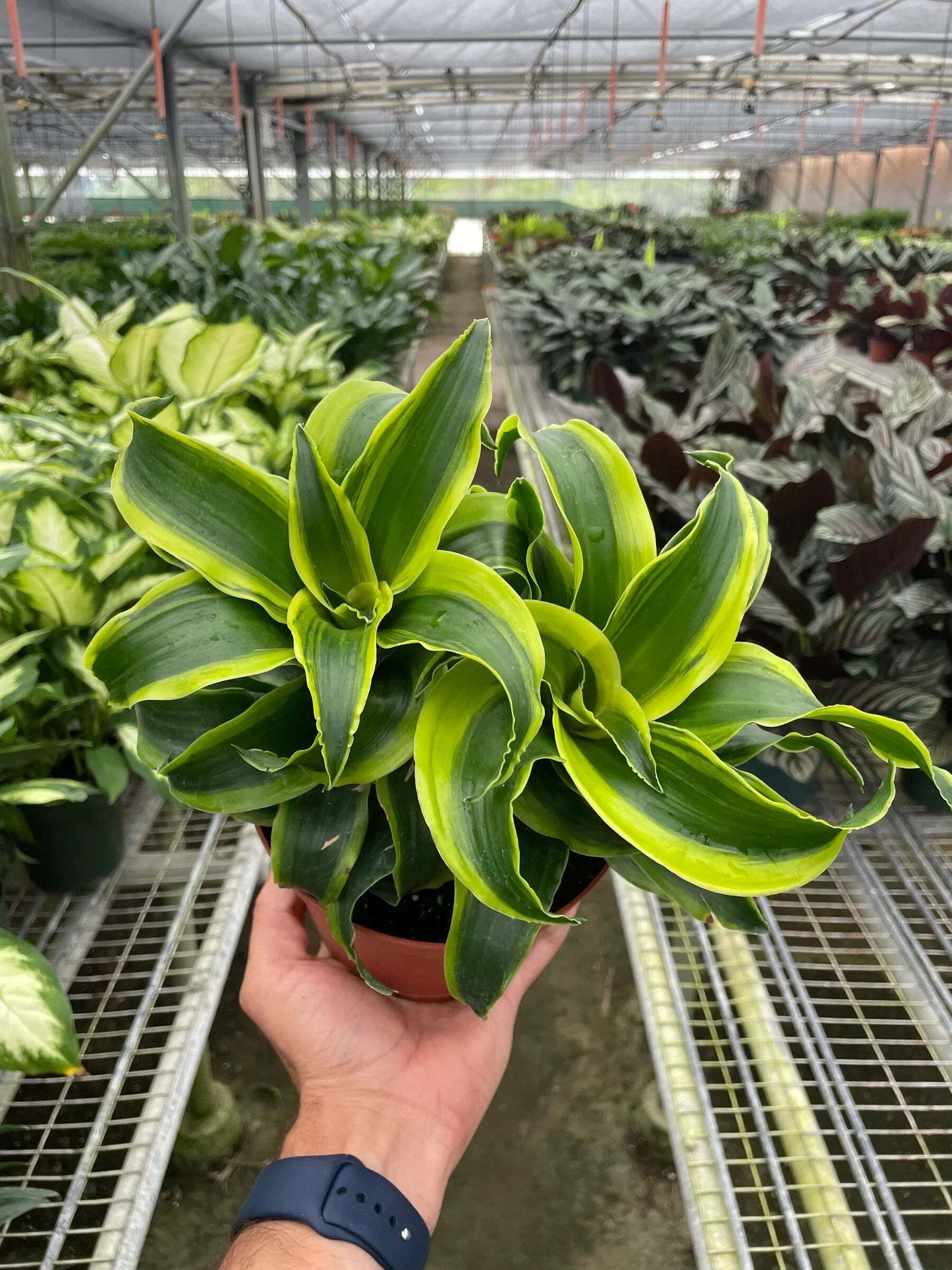 Dracaena 'Tornado'-4" Pot