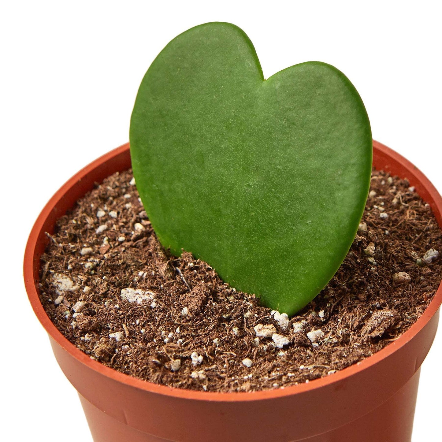 Hoya Sweetheart-4" Pot / Single