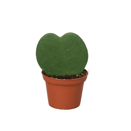 Hoya Sweetheart-4" Pot / Single