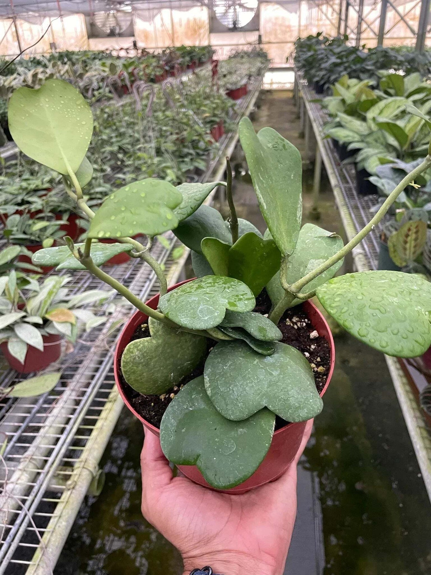 Hoya Sweetheart-4" Pot / Single