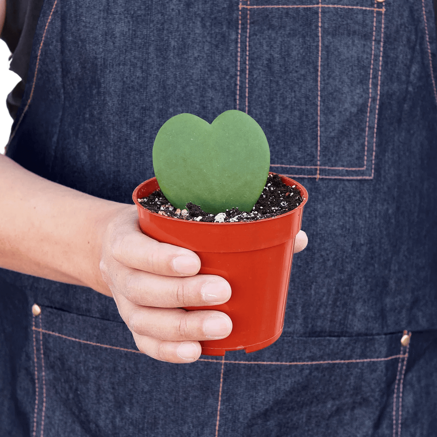 Hoya Sweetheart-4" Pot / Single