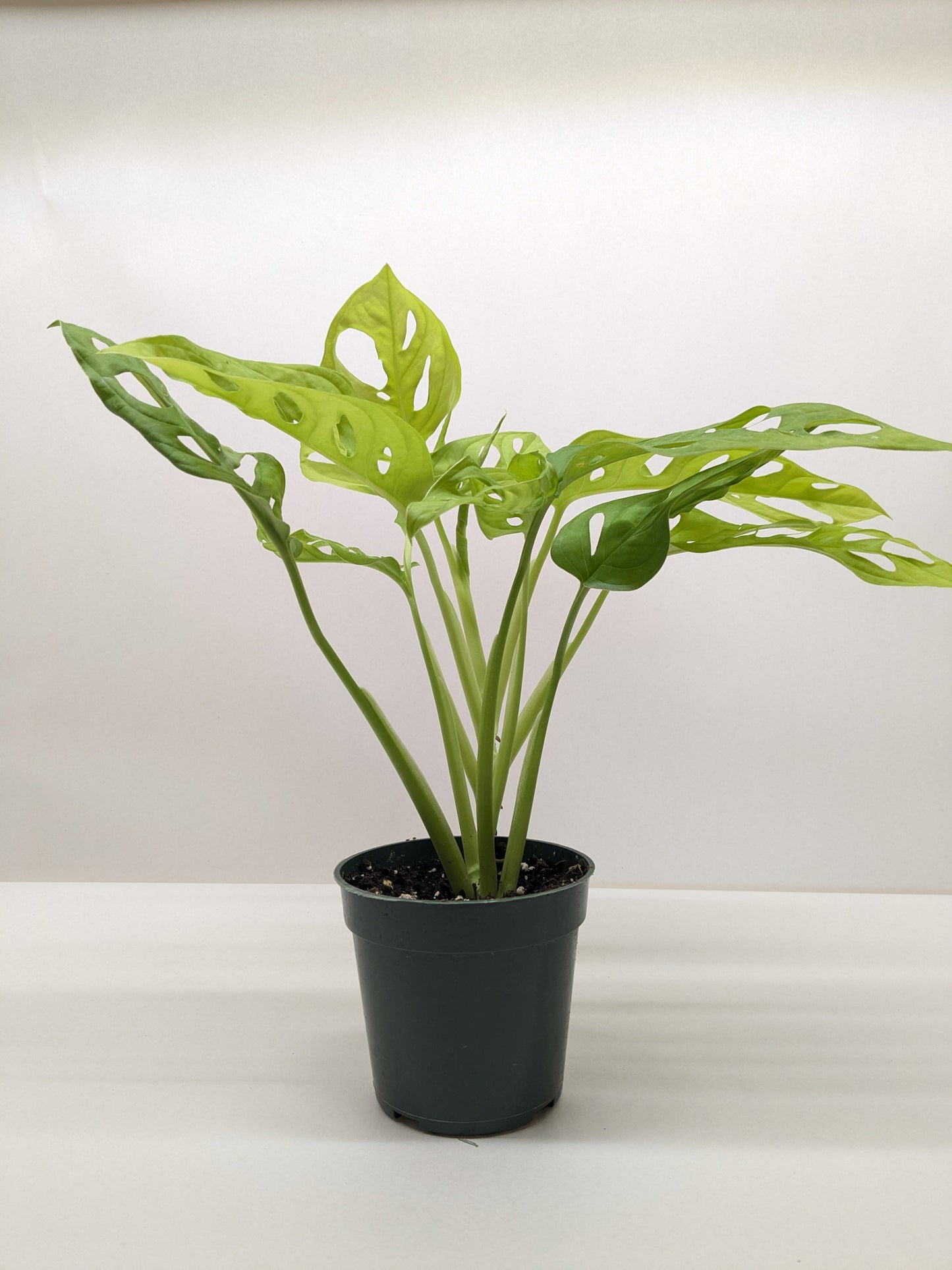 Monstera Adansonii Swiss Cheese Neon | Chartreuse Vining Plant | House Plant Shop