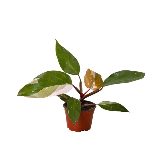 Philodendron 'Pink Princess'-4" Pot / Black Cyclinder