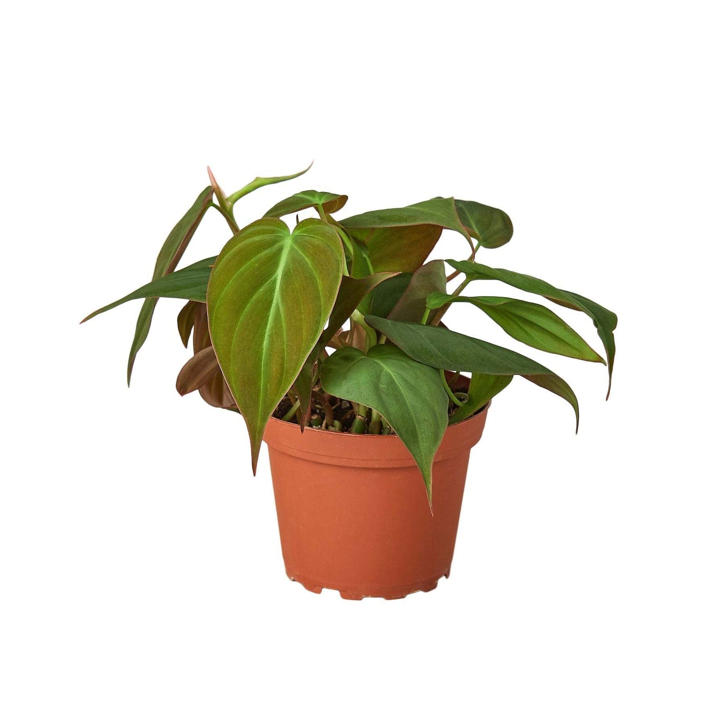 Philodendron 'Velvet'-4" Pot / Black Cylinder