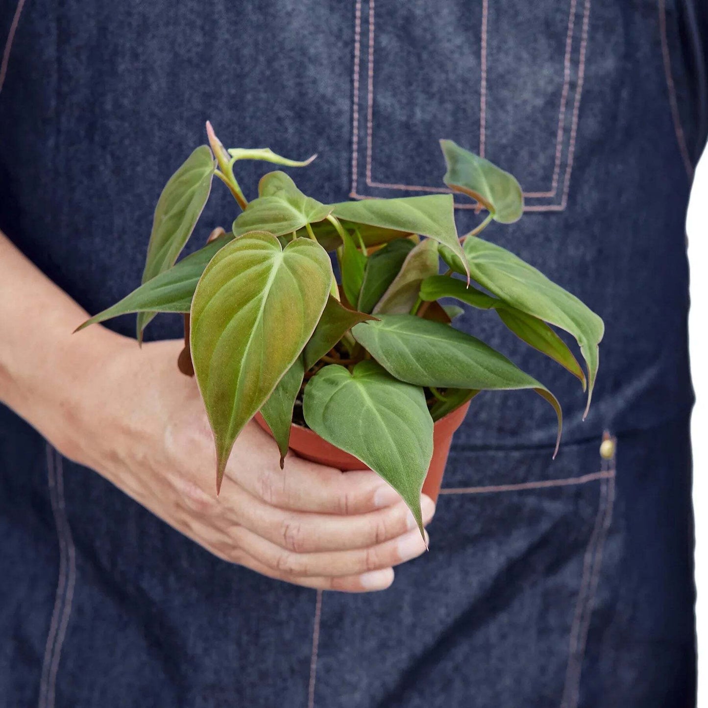 Philodendron 'Velvet'-4" Pot / Black Cylinder
