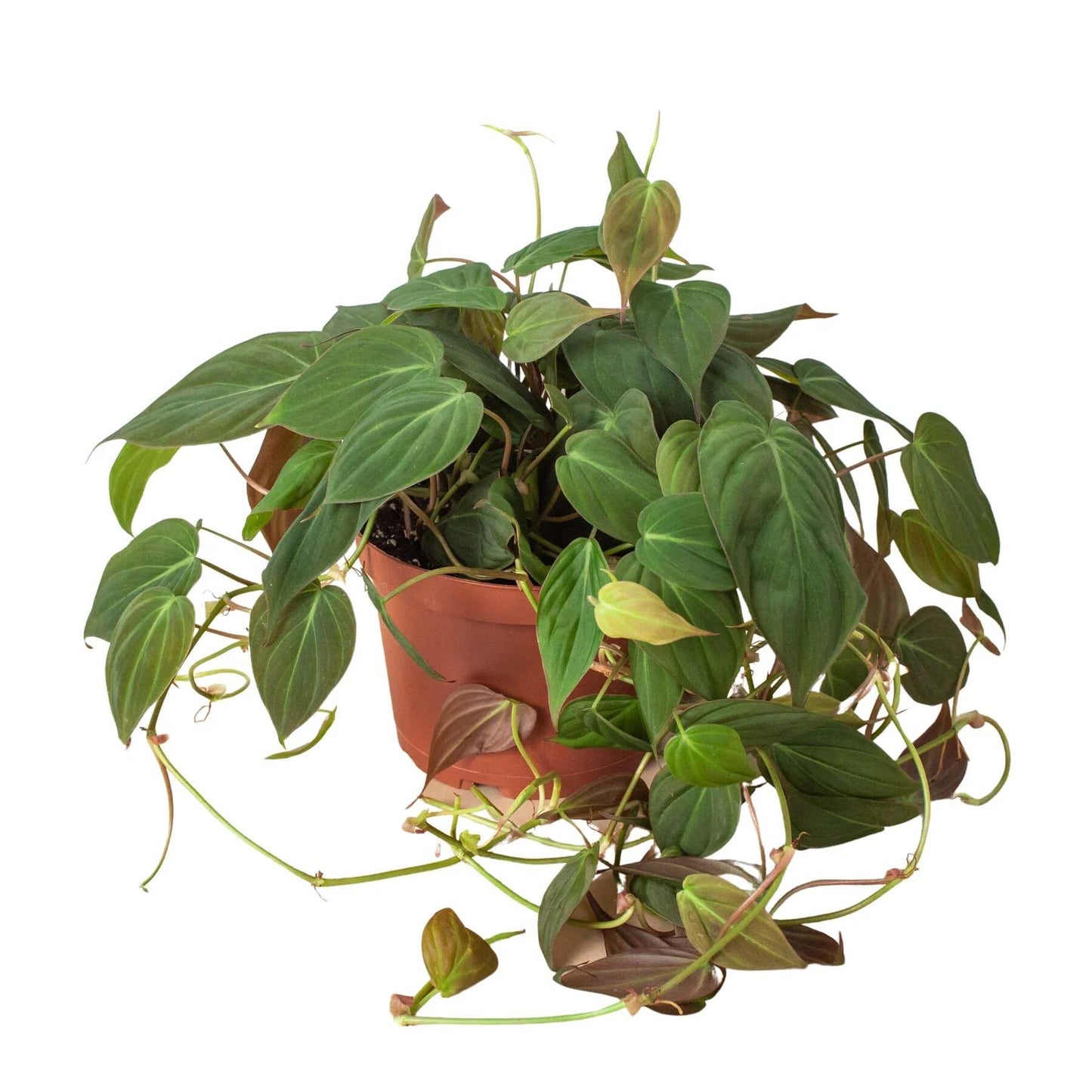 Philodendron 'Velvet'-4" Pot / Black Cylinder