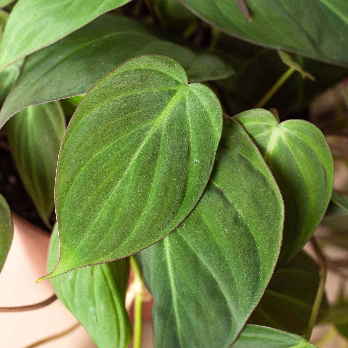 Philodendron 'Velvet'-4" Pot / Black Cylinder