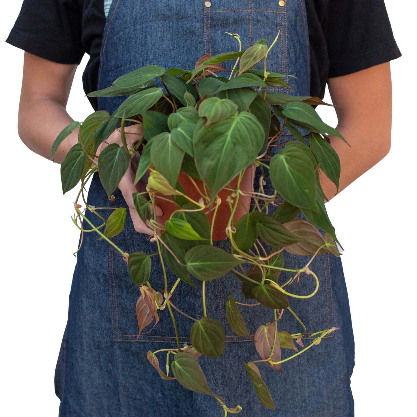 Philodendron 'Velvet'-4" Pot / Black Cylinder