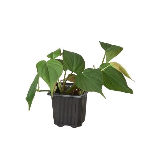 Philodendron 'Velvet'-4" Pot / Black Cylinder