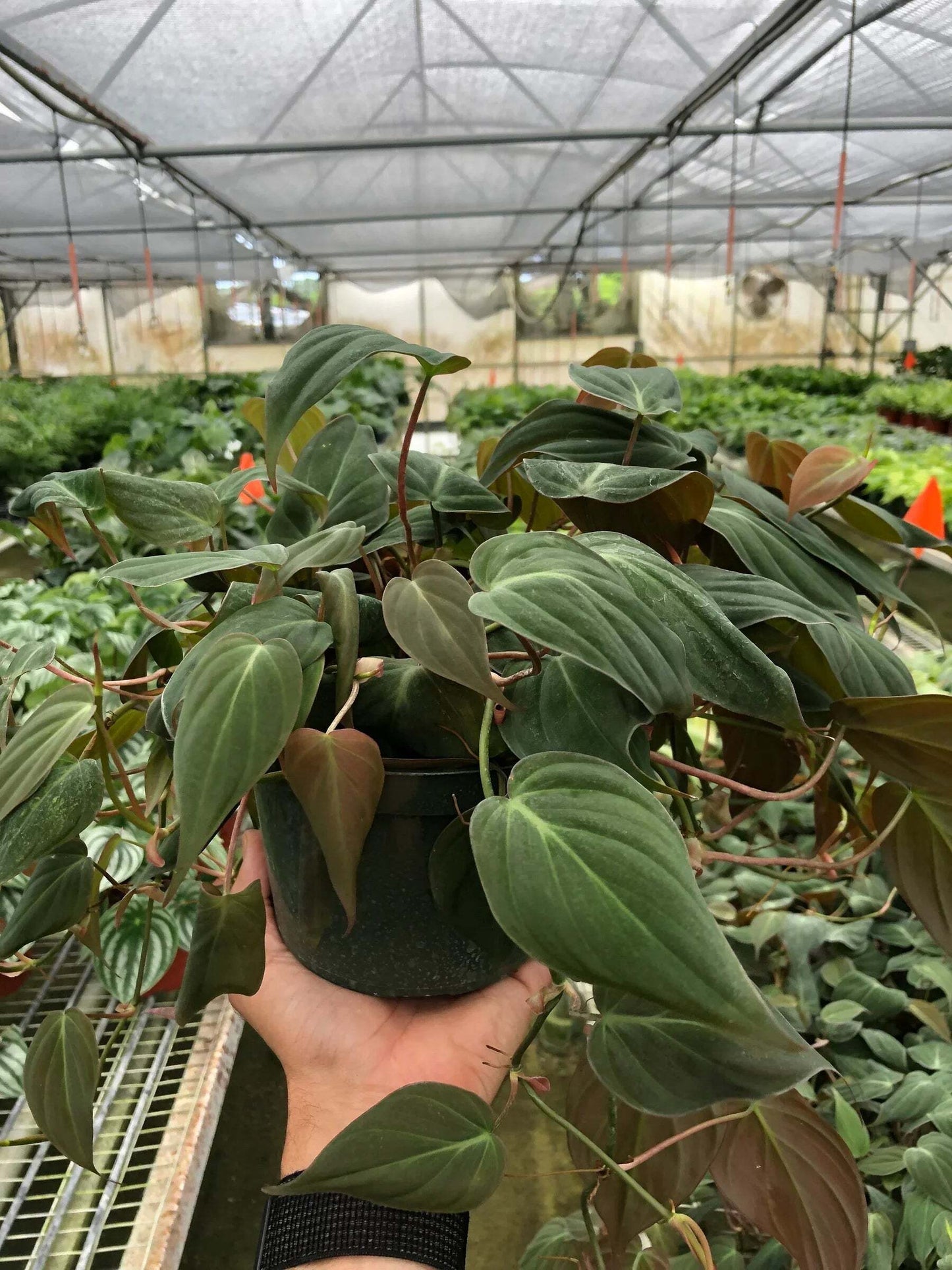 Philodendron 'Velvet'-4" Pot / Black Cylinder