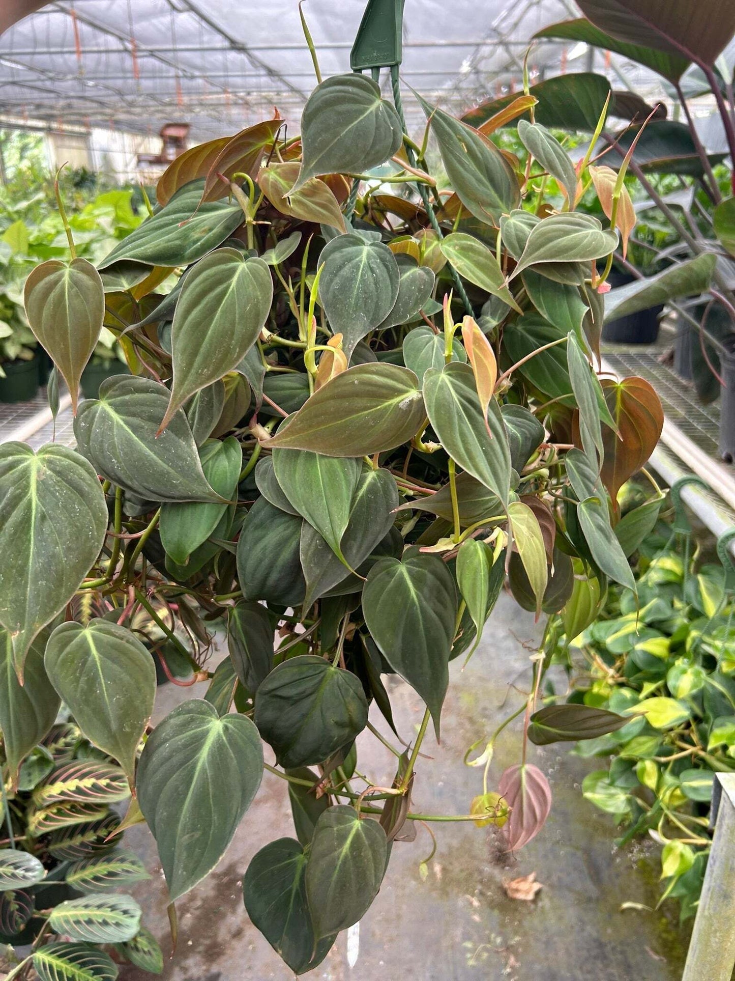 Philodendron 'Velvet'-4" Pot / Black Cylinder