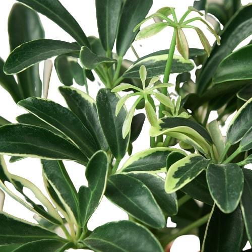 Schefflera Moonlight 'Umbrella Plant'-4" Pot