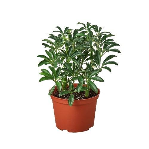 Schefflera Moonlight 'Umbrella Plant'-4" Pot