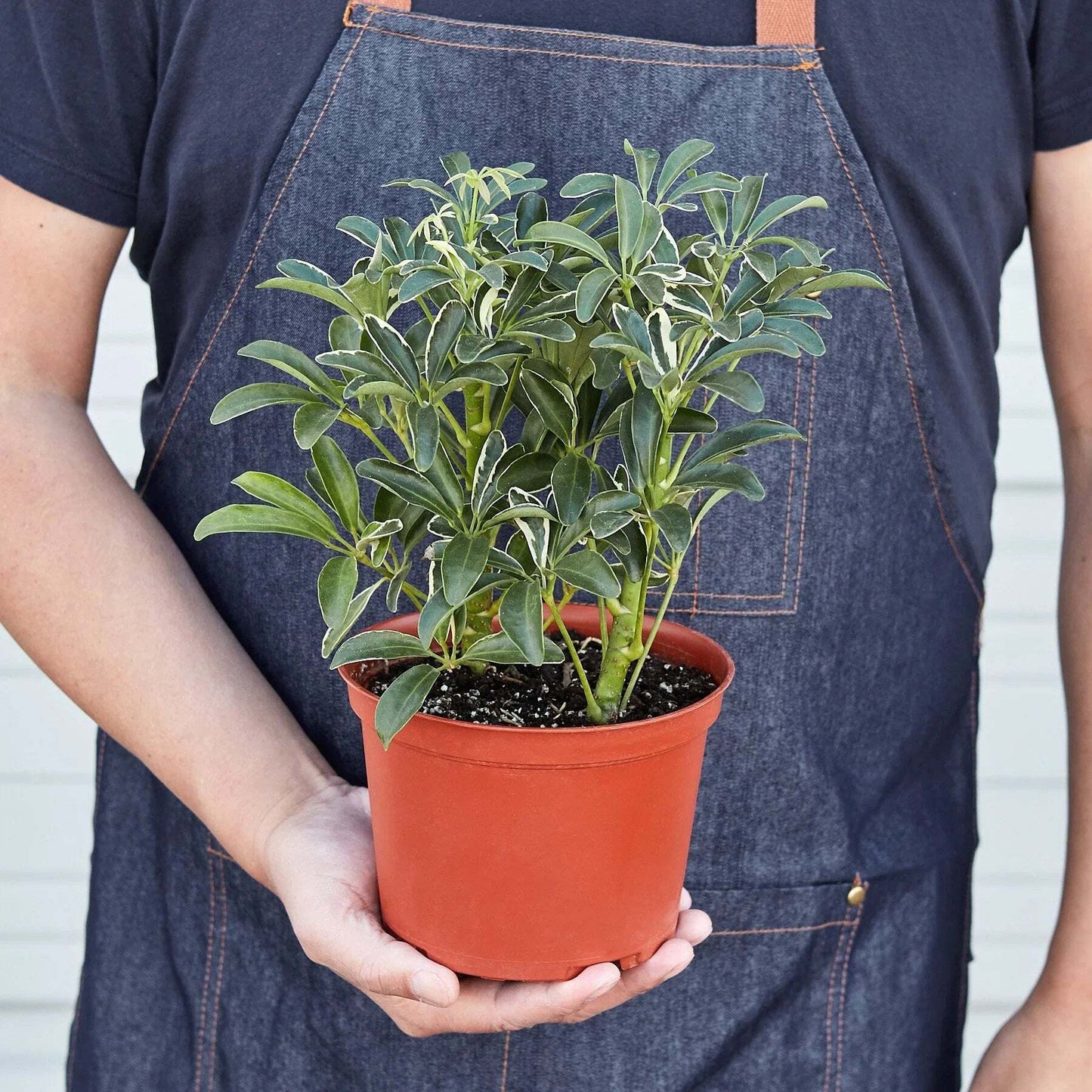 Schefflera Moonlight 'Umbrella Plant'-4" Pot