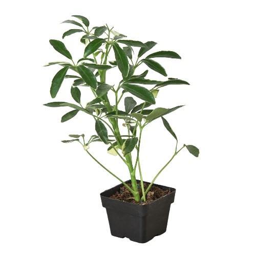 Schefflera Moonlight 'Umbrella Plant'-4" Pot
