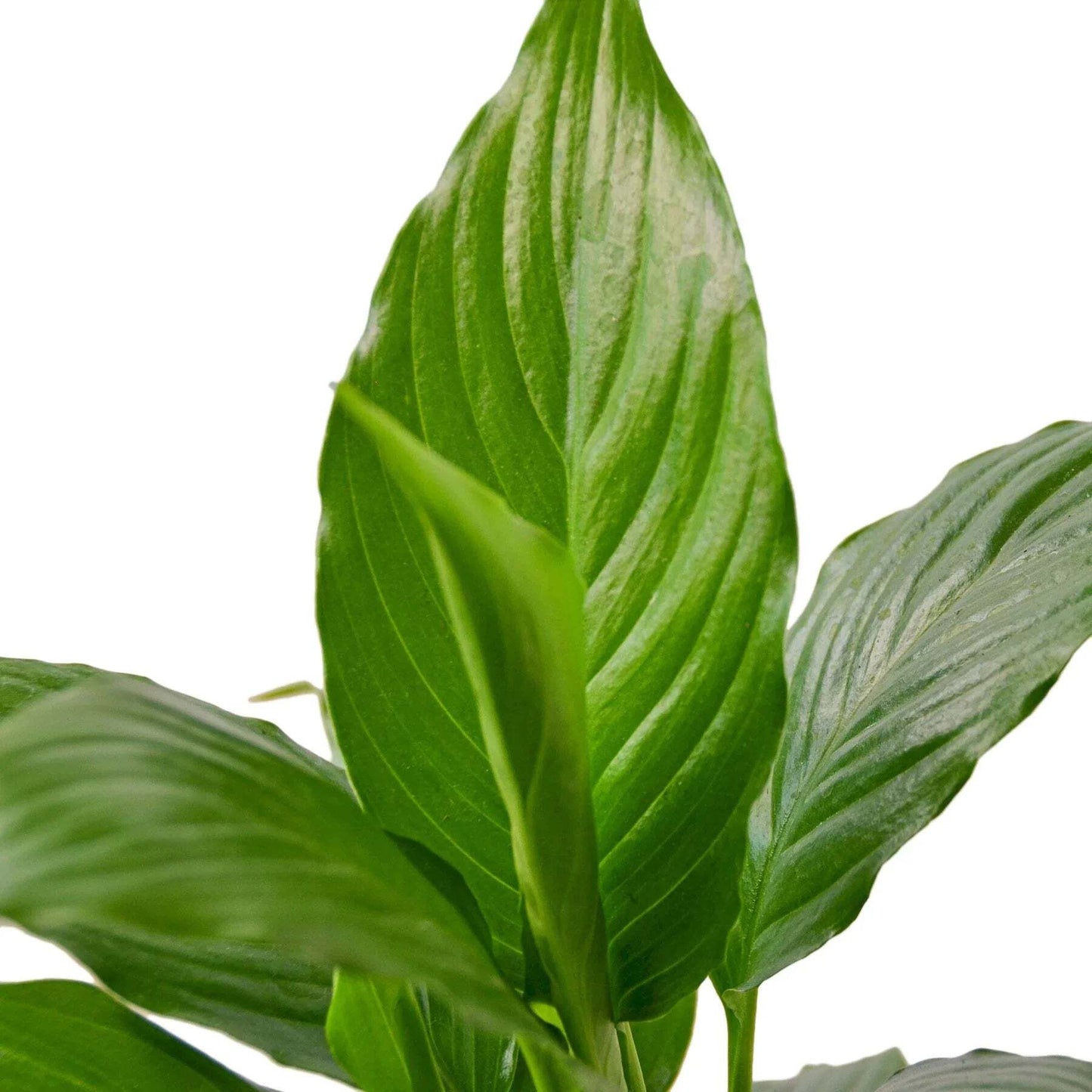 Spathiphyllum 'Peace Lily'-4" Pot