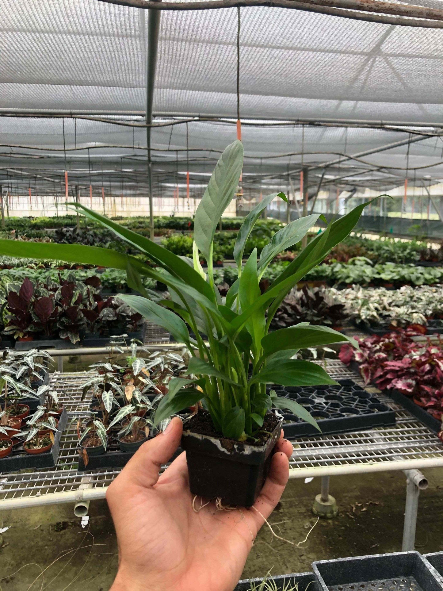 Spathiphyllum 'Peace Lily'-4" Pot