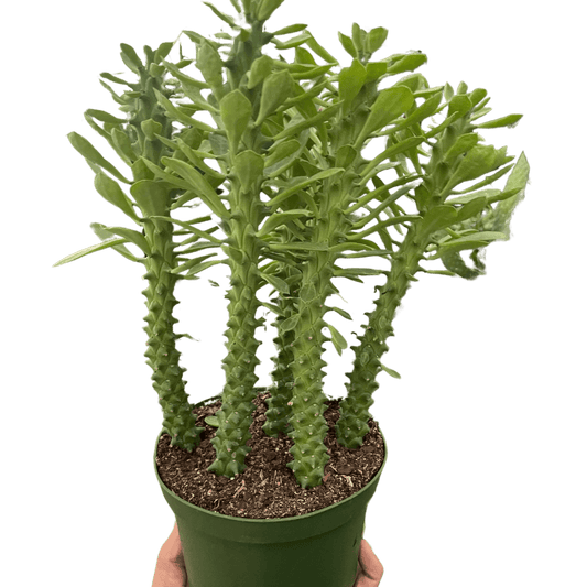 Euphorbia 'Sausage Spurge'-4"Pot