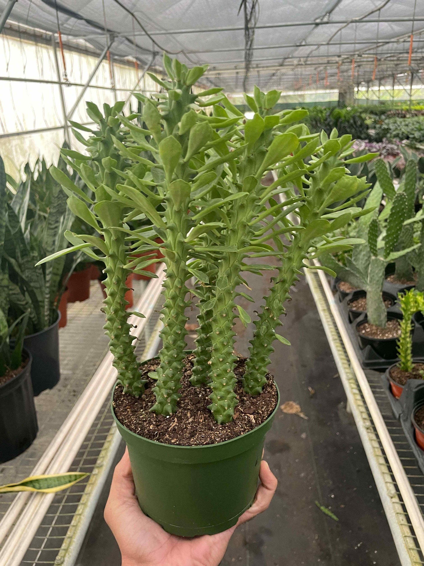 Euphorbia 'Sausage Spurge'-4"Pot