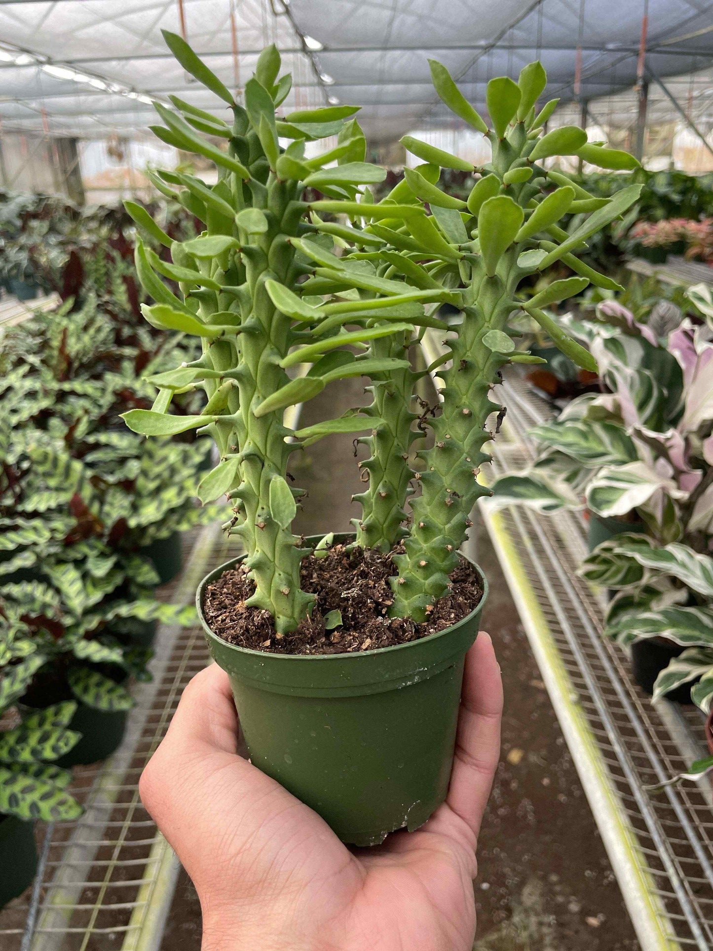 Euphorbia 'Sausage Spurge'-4"Pot