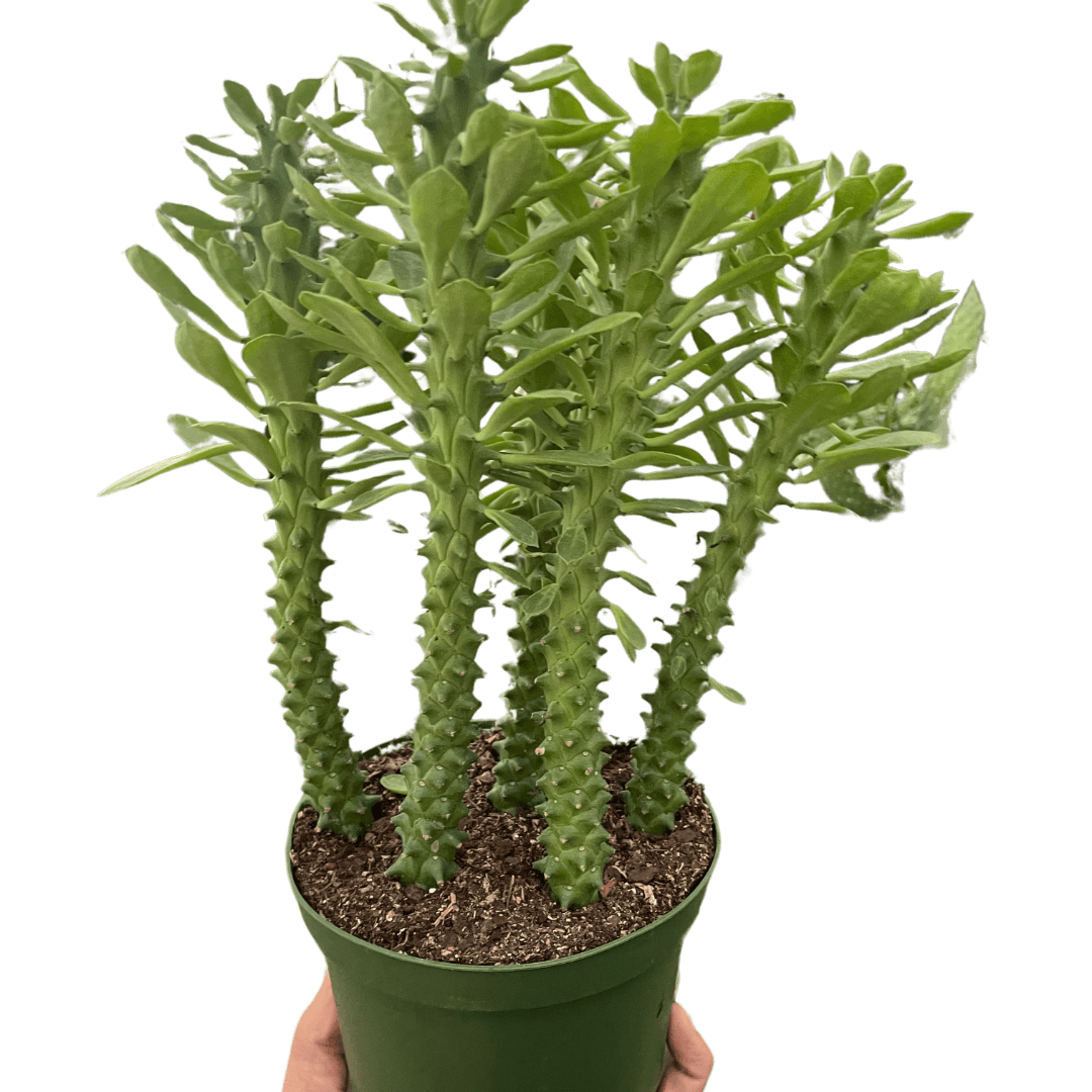 Euphorbia 'Sausage Spurge'-4"Pot