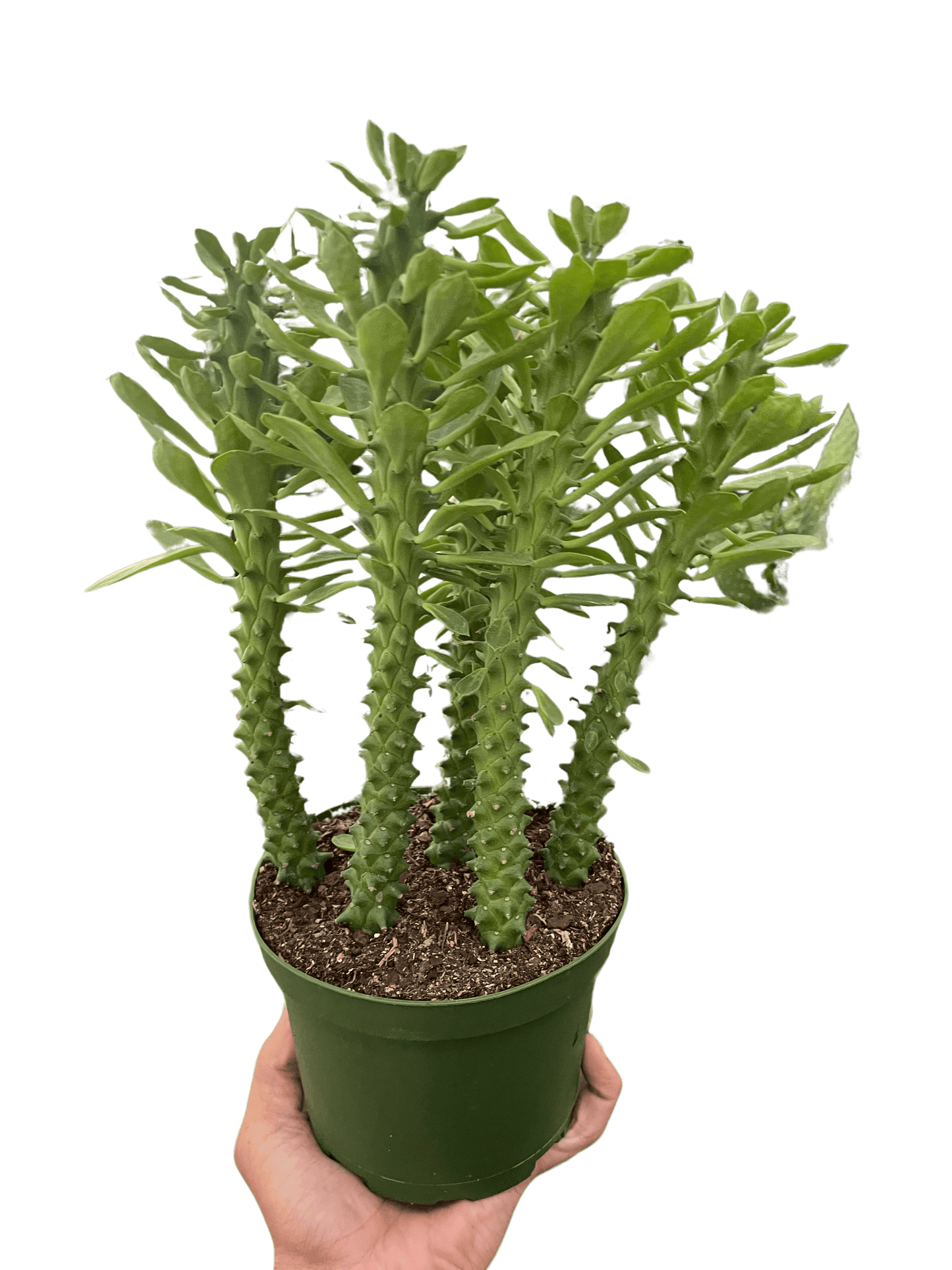 Euphorbia 'Sausage Spurge'-4"Pot