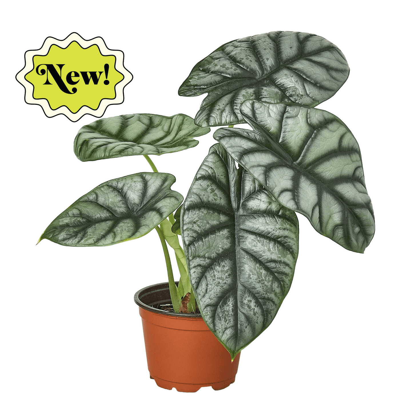 Alocasia Silver Dragon-Black Cylinder - 6" Pot