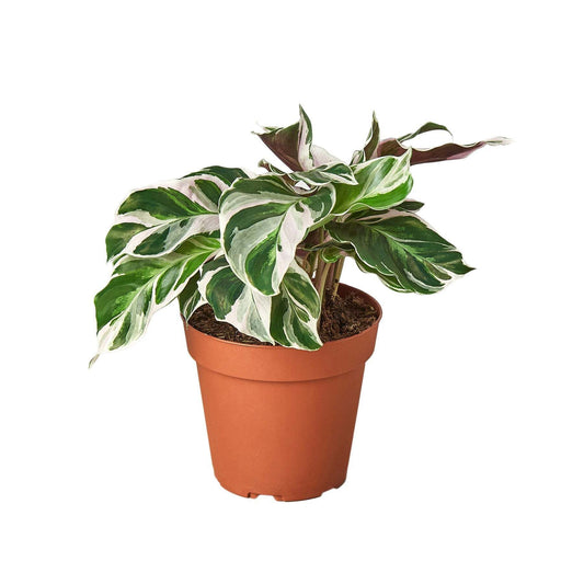 Calathea 'White Fusion'-6" Pot / Nursery Pot