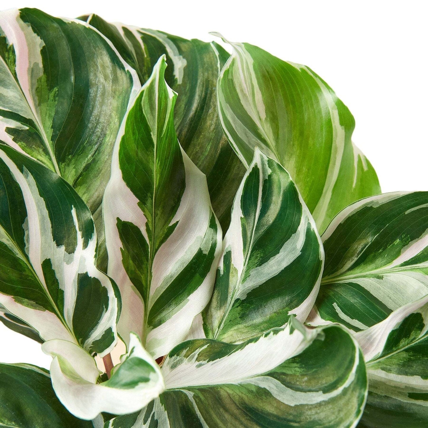 Calathea 'White Fusion'-6" Pot