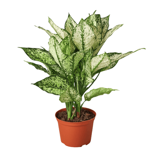 Chinese Evergreen 'First Diamond'-6" Pot / Nursery Pot