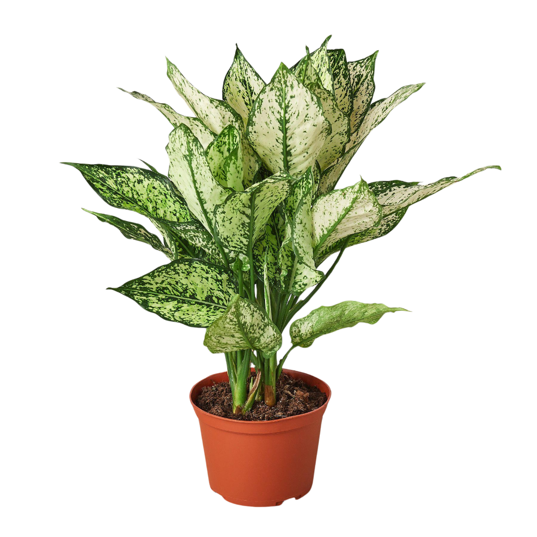 Chinese Evergreen 'First Diamond'-6" Pot