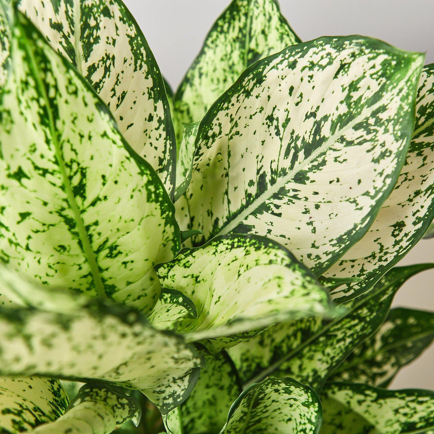Chinese Evergreen 'First Diamond'-6" Pot
