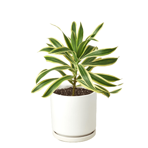 Dracaena Song of India-6" Pot / Nursery Pot