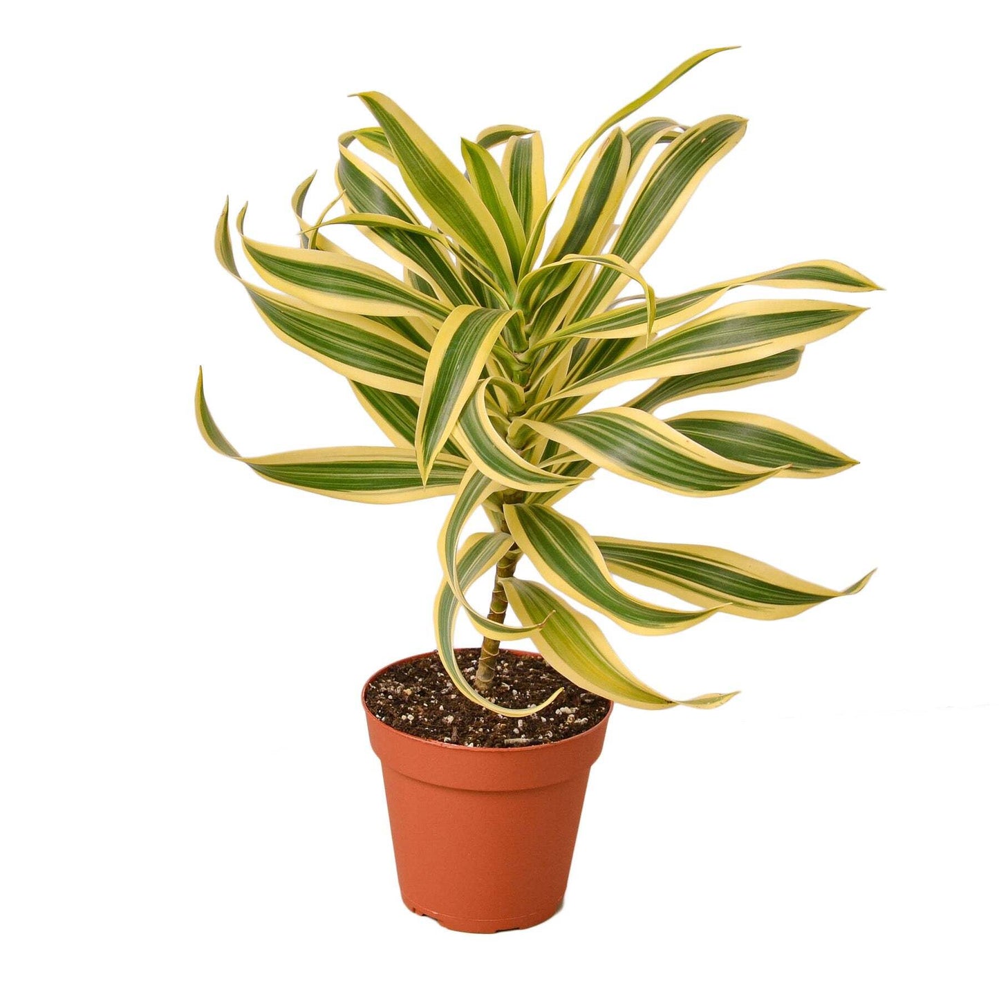 Dracaena Song of India-6" Pot / Nursery Pot