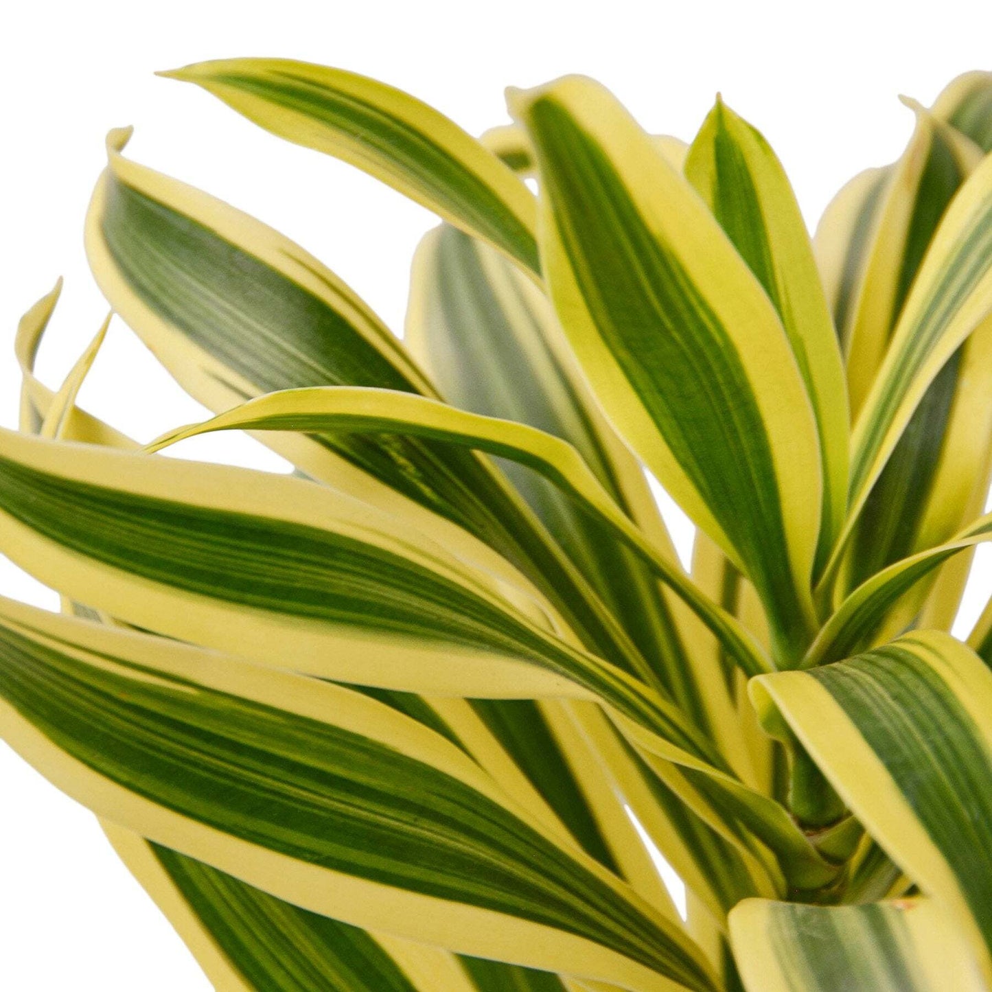 Dracaena Song of India-6" Pot / Black Cylinder