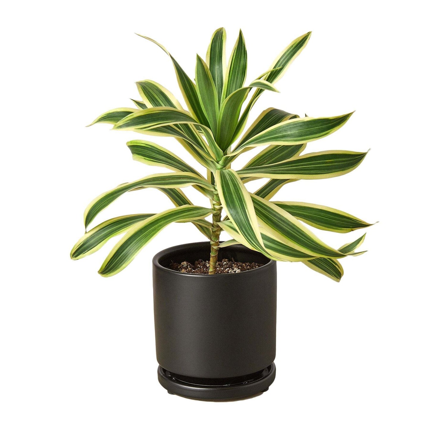 Dracaena Song of India-6" Pot / Black Cylinder