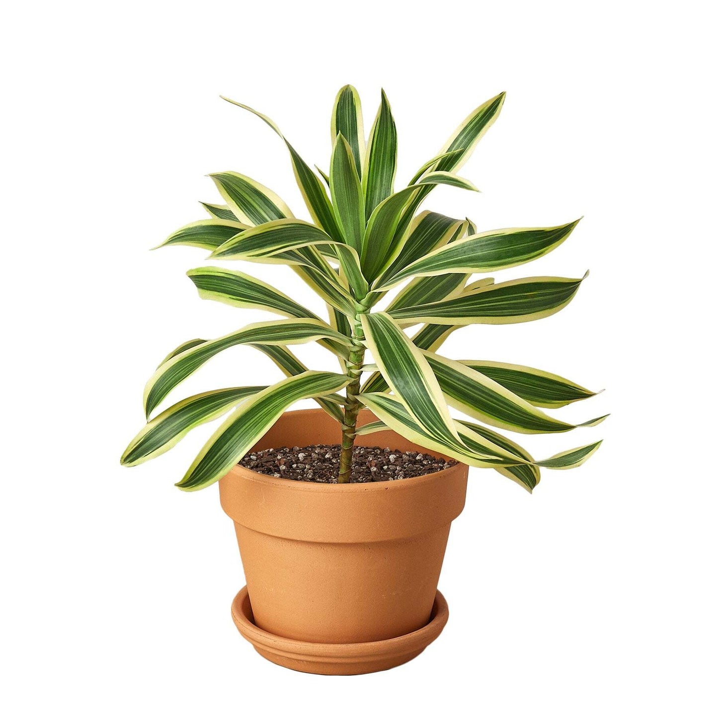 Dracaena Song of India-6" Pot / Black Cylinder