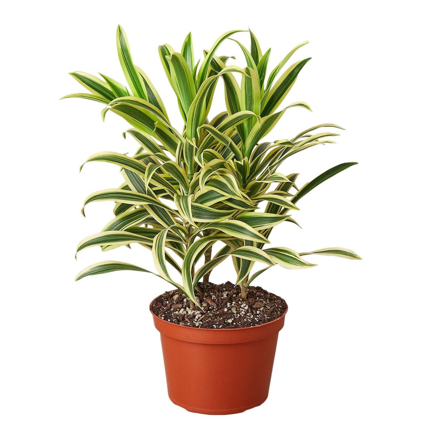 Dracaena Song of India-6" Pot / Black Cylinder