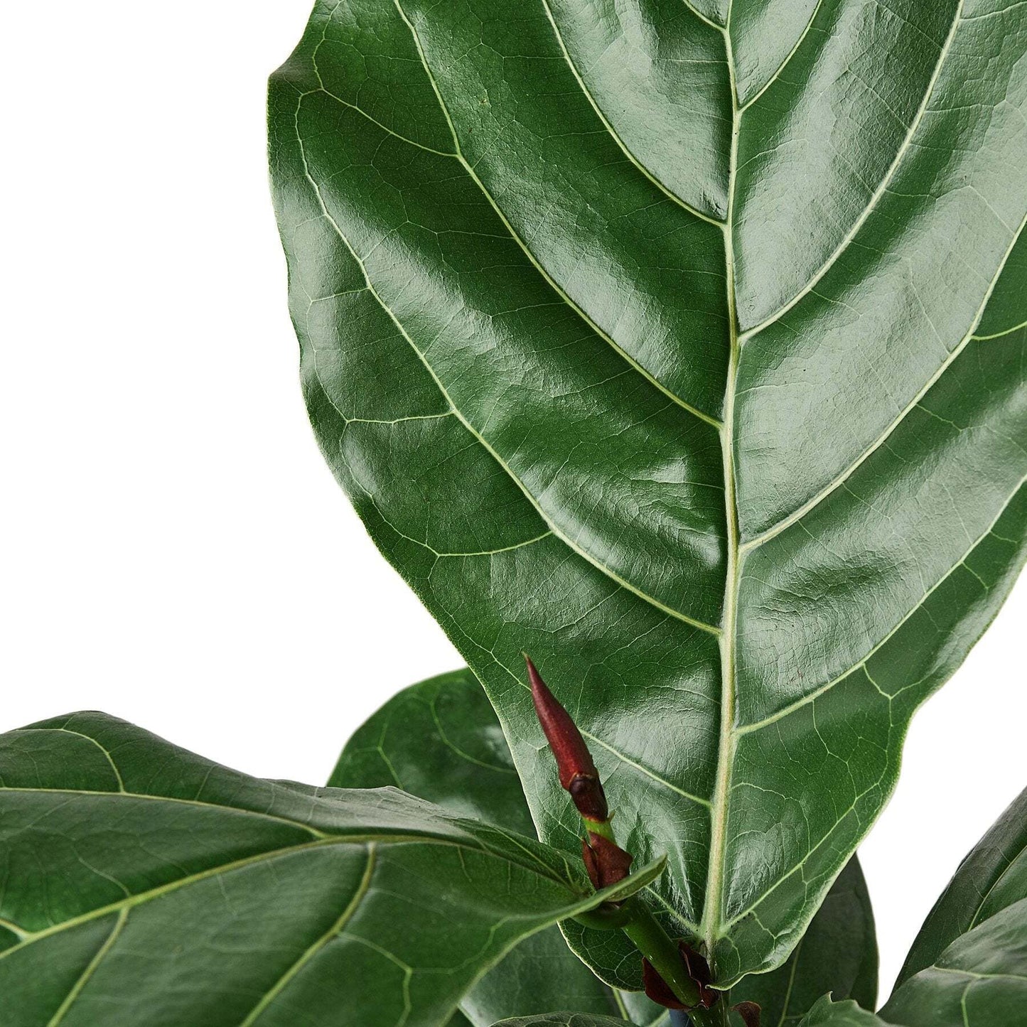 Ficus Lyrata 'Fiddle Leaf Fig'-6" Pot