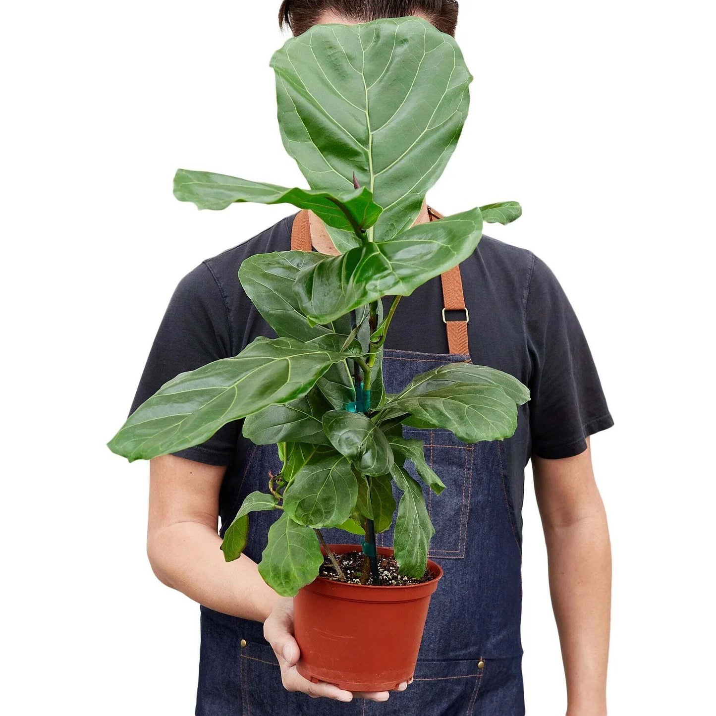 Ficus Lyrata 'Fiddle Leaf Fig'-6" Pot