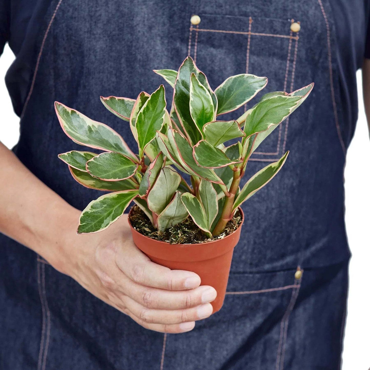 Peperomia 'Ginny'-6" Pot