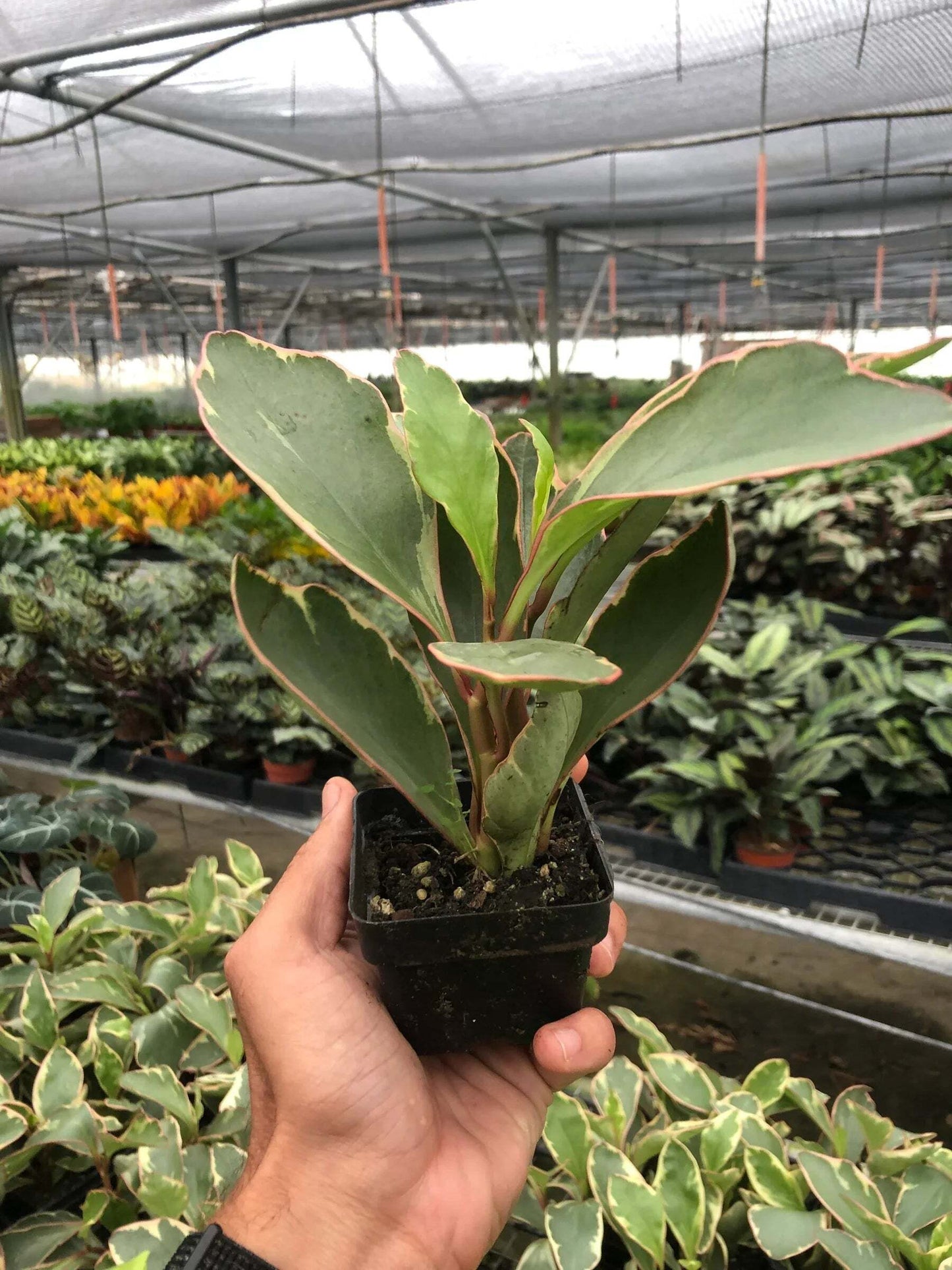 Peperomia 'Ginny'-6" Pot