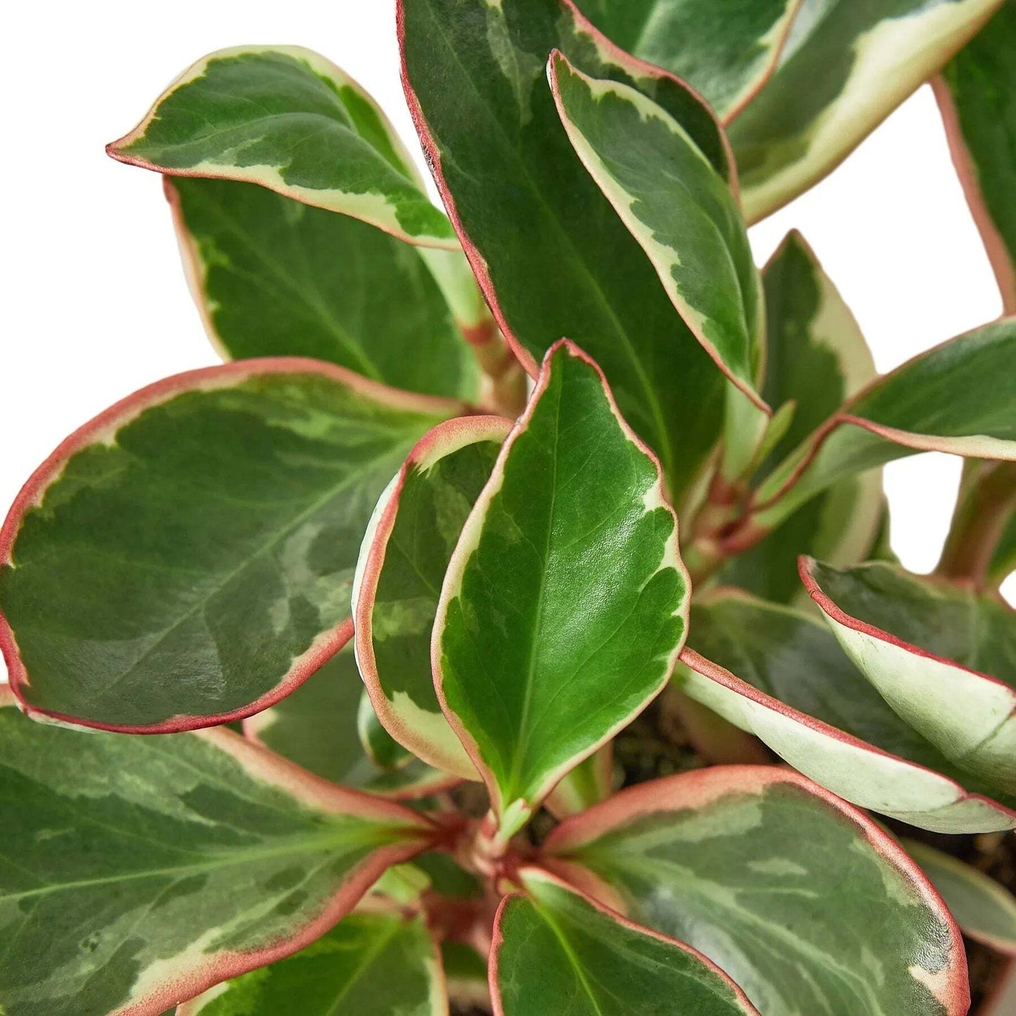 Peperomia 'Ginny'-6" Pot