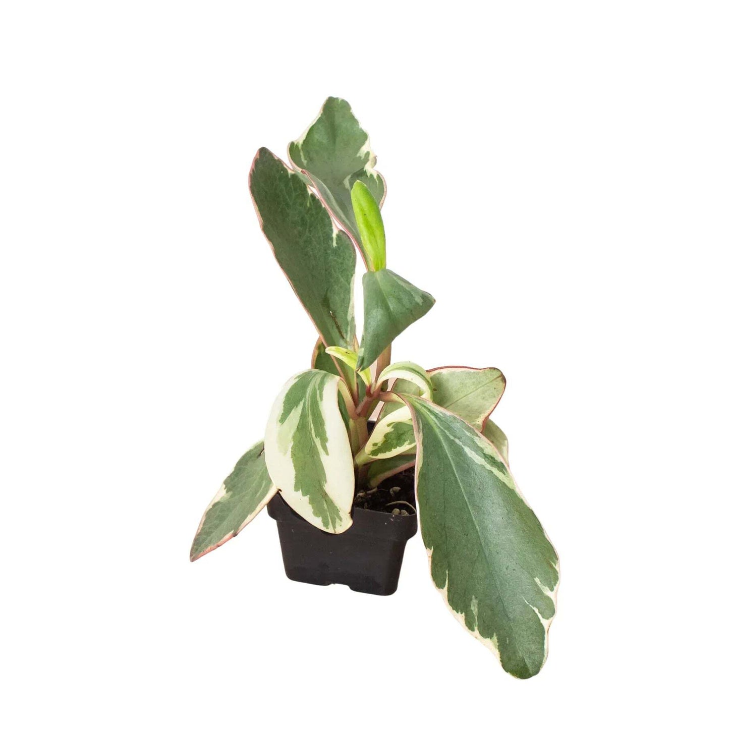 Peperomia 'Ginny'-6" Pot