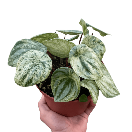 Peperomia 'Watermelon Variegated'-6" Pot