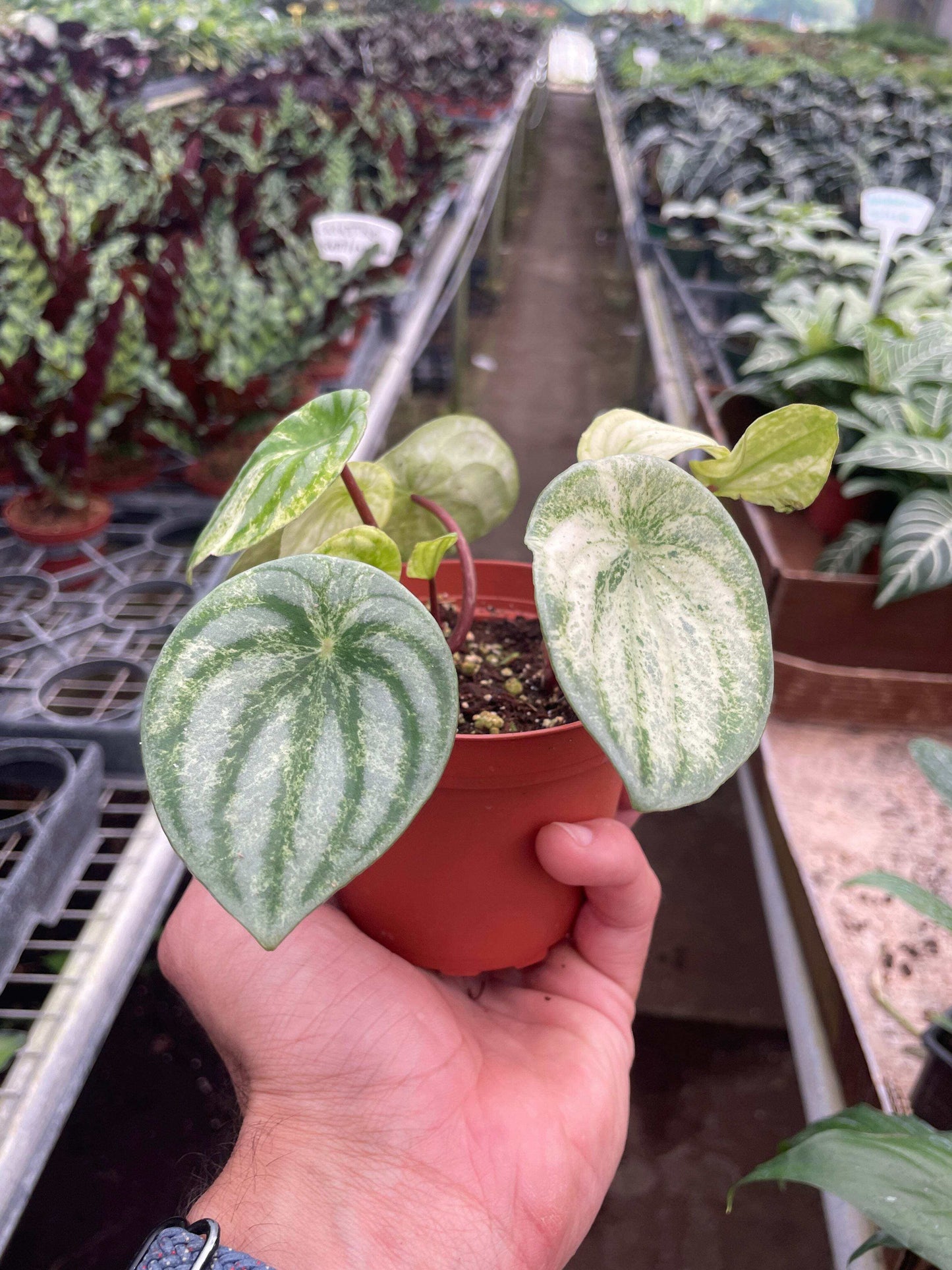 Peperomia 'Watermelon Variegated'-6" Pot
