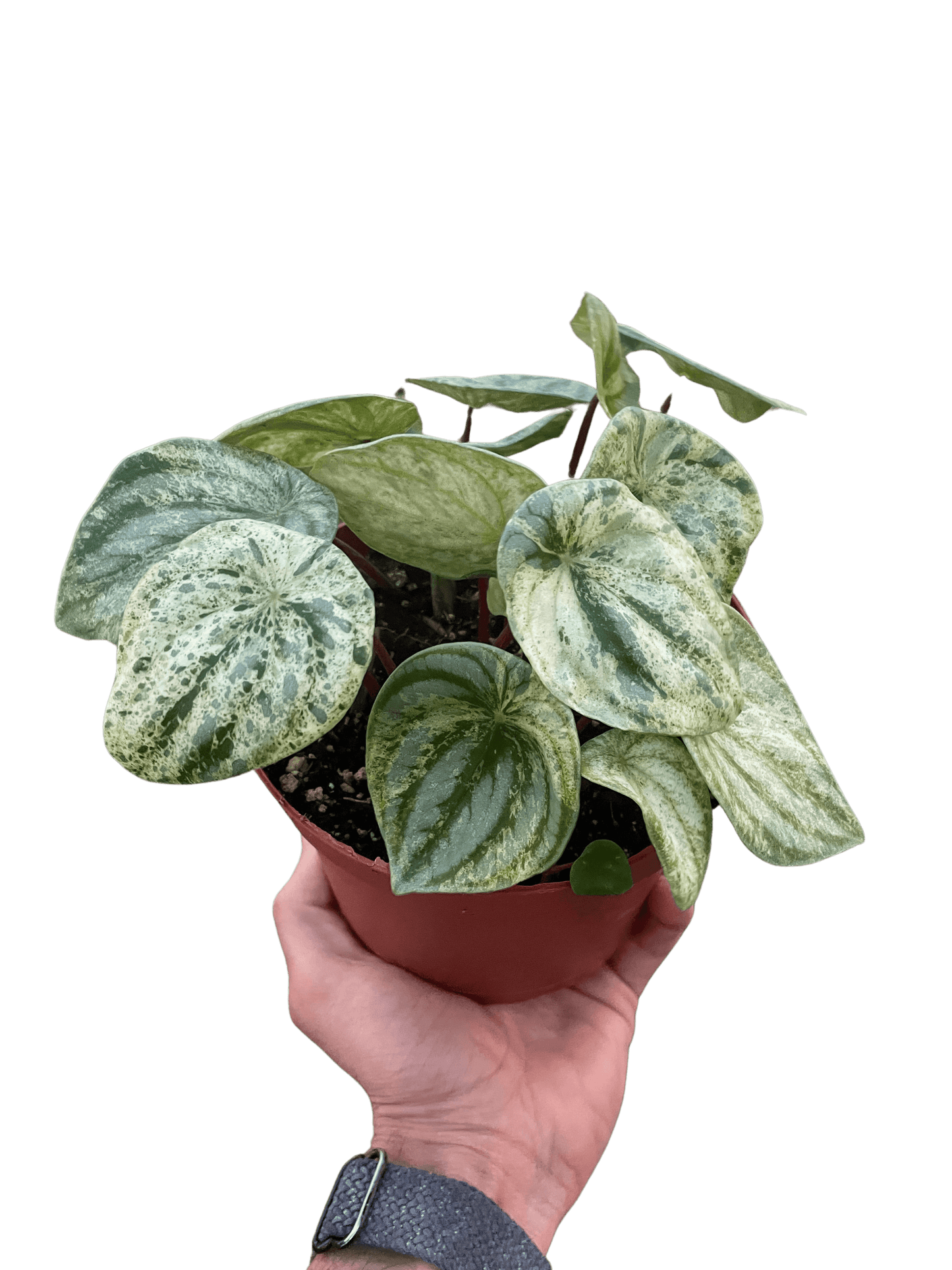 Peperomia 'Watermelon Variegated'-6" Pot