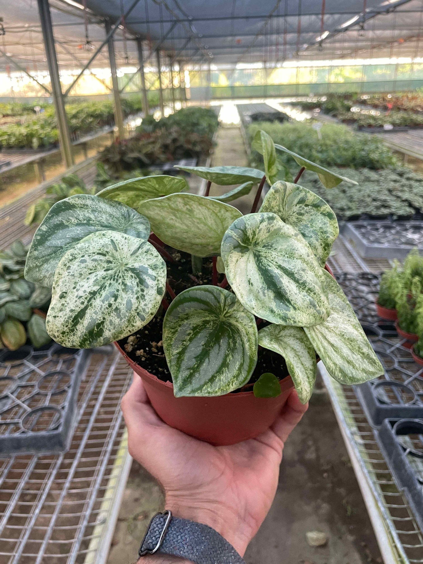 Peperomia 'Watermelon Variegated'-6" Pot